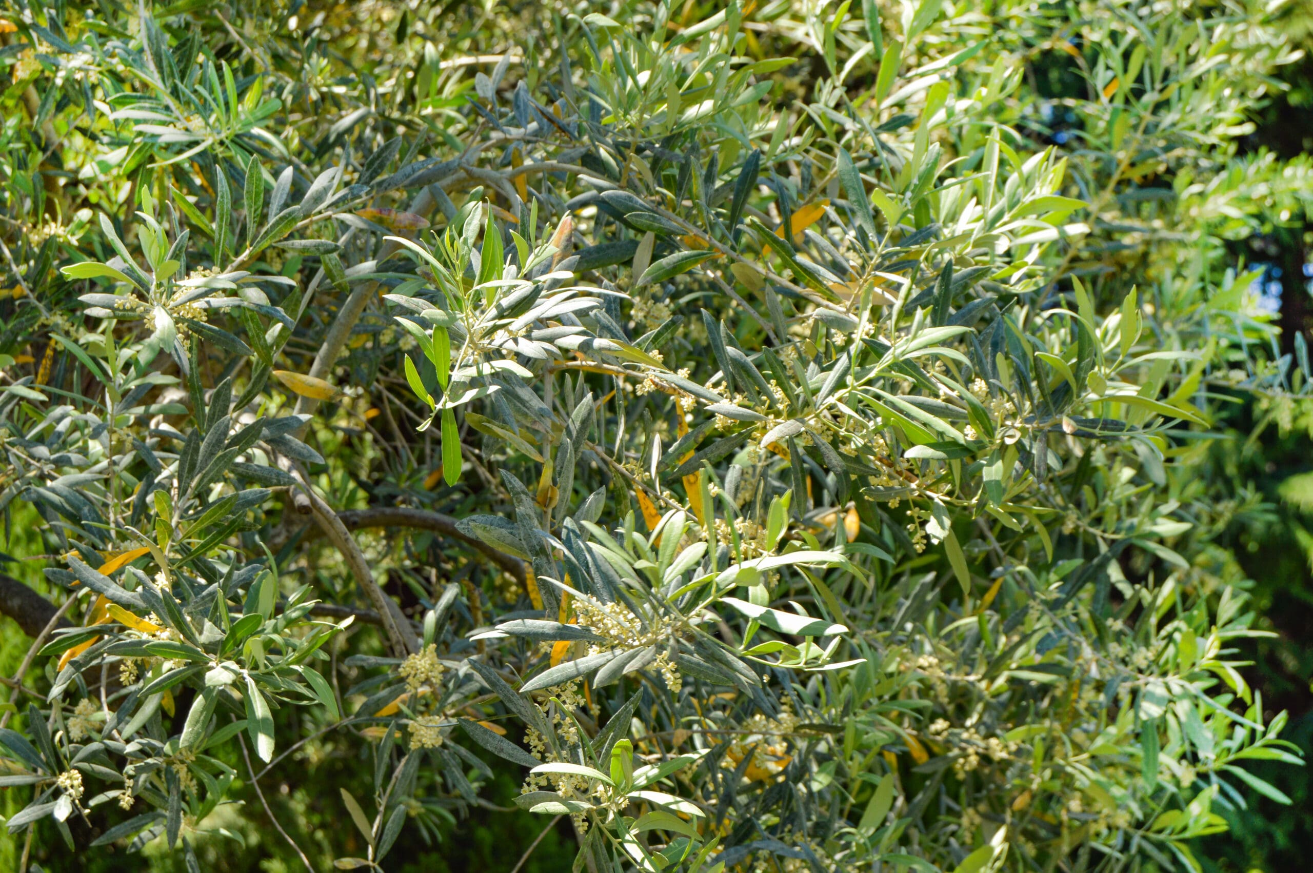 Elaeagnus ebbingei - olijfwilg