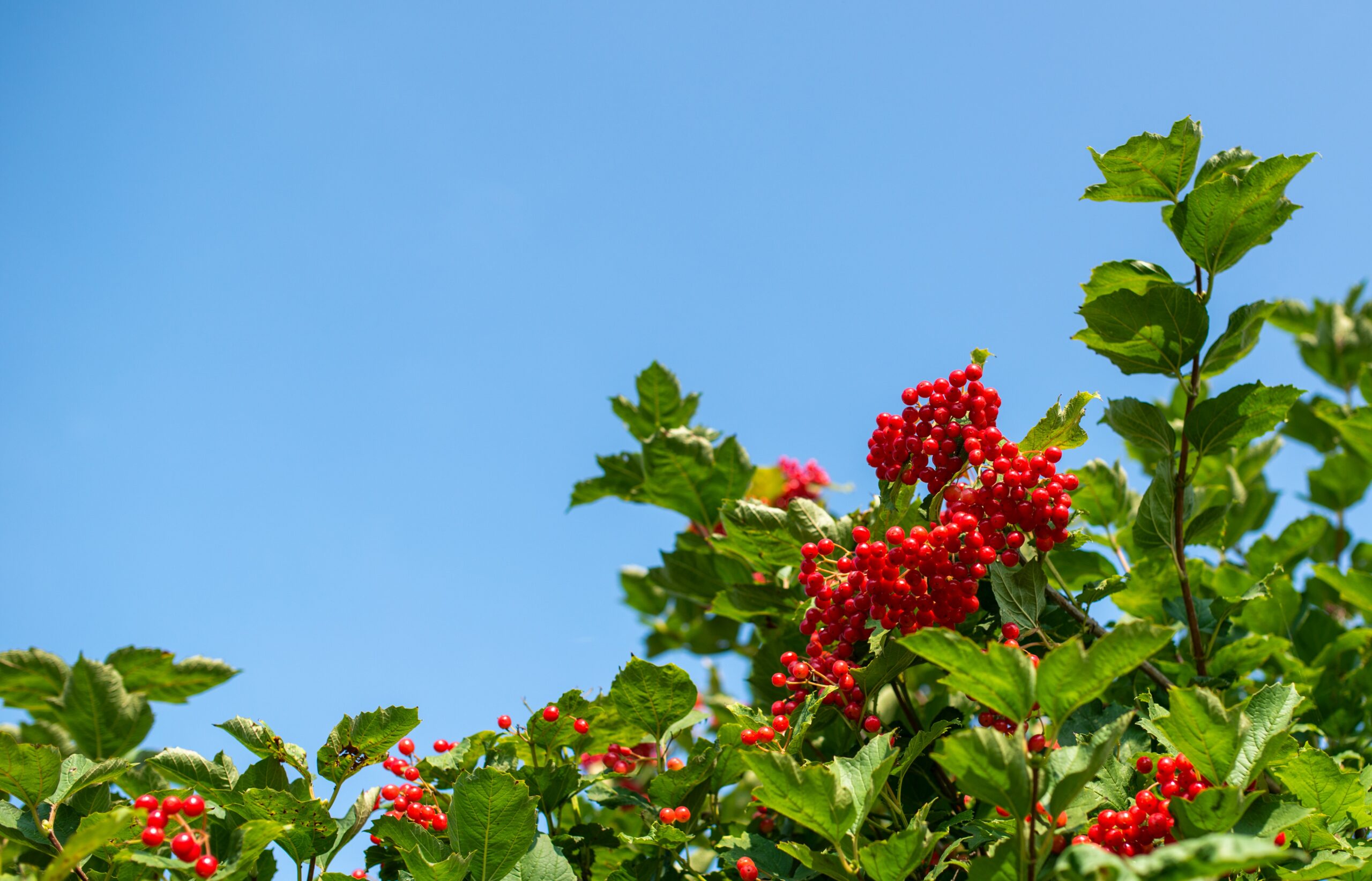 Viburnum heesters