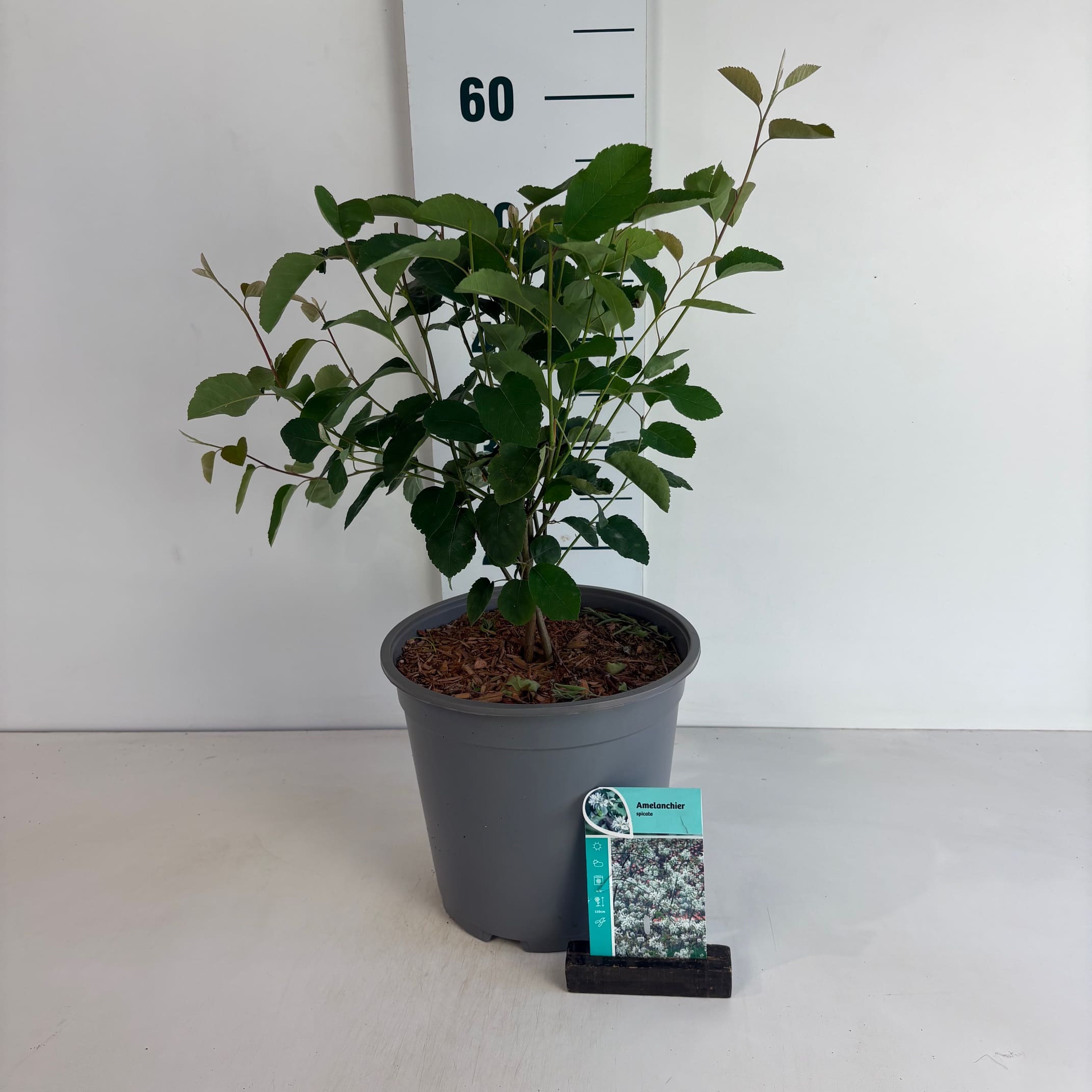 Amelanchier spicata
