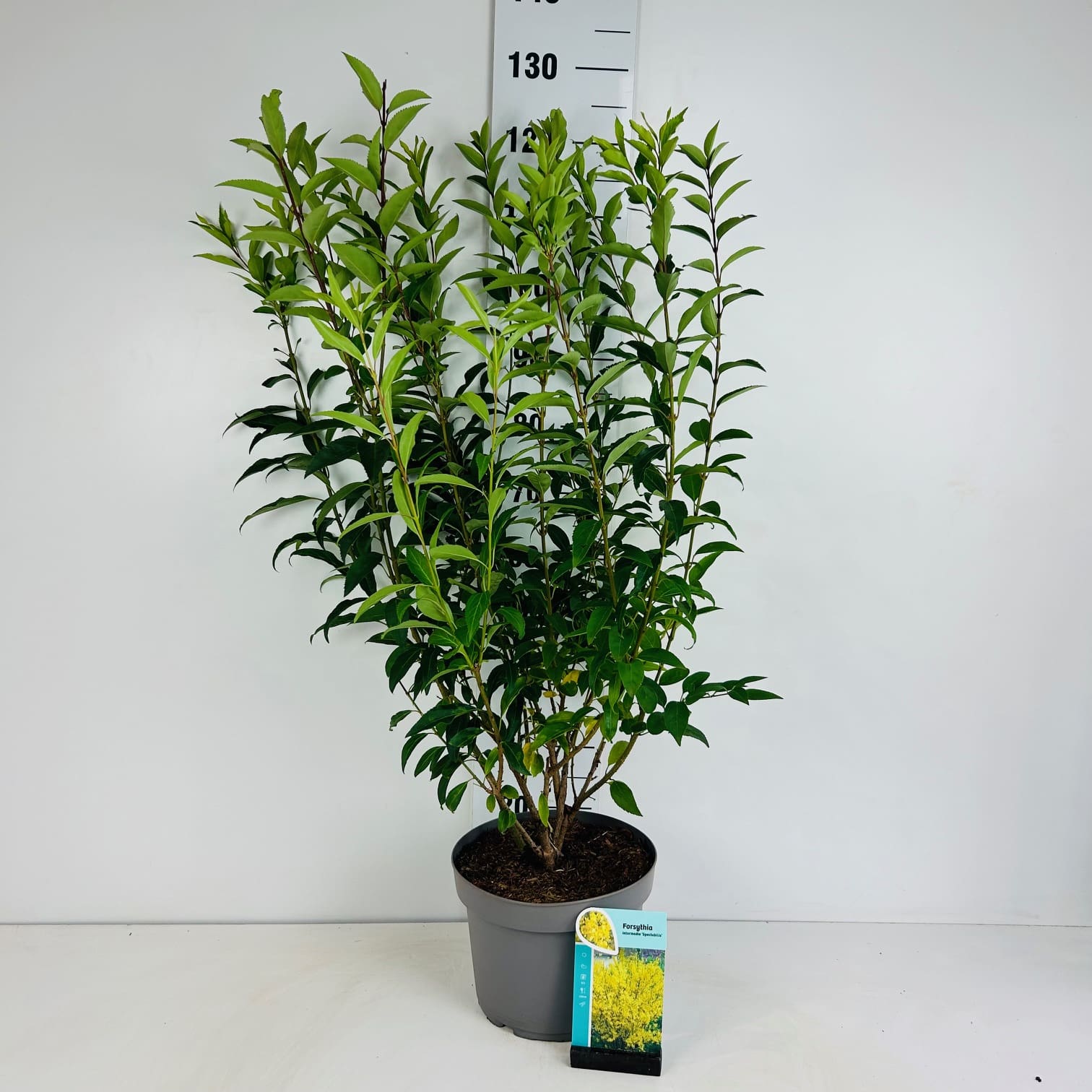 int. Spectabilis