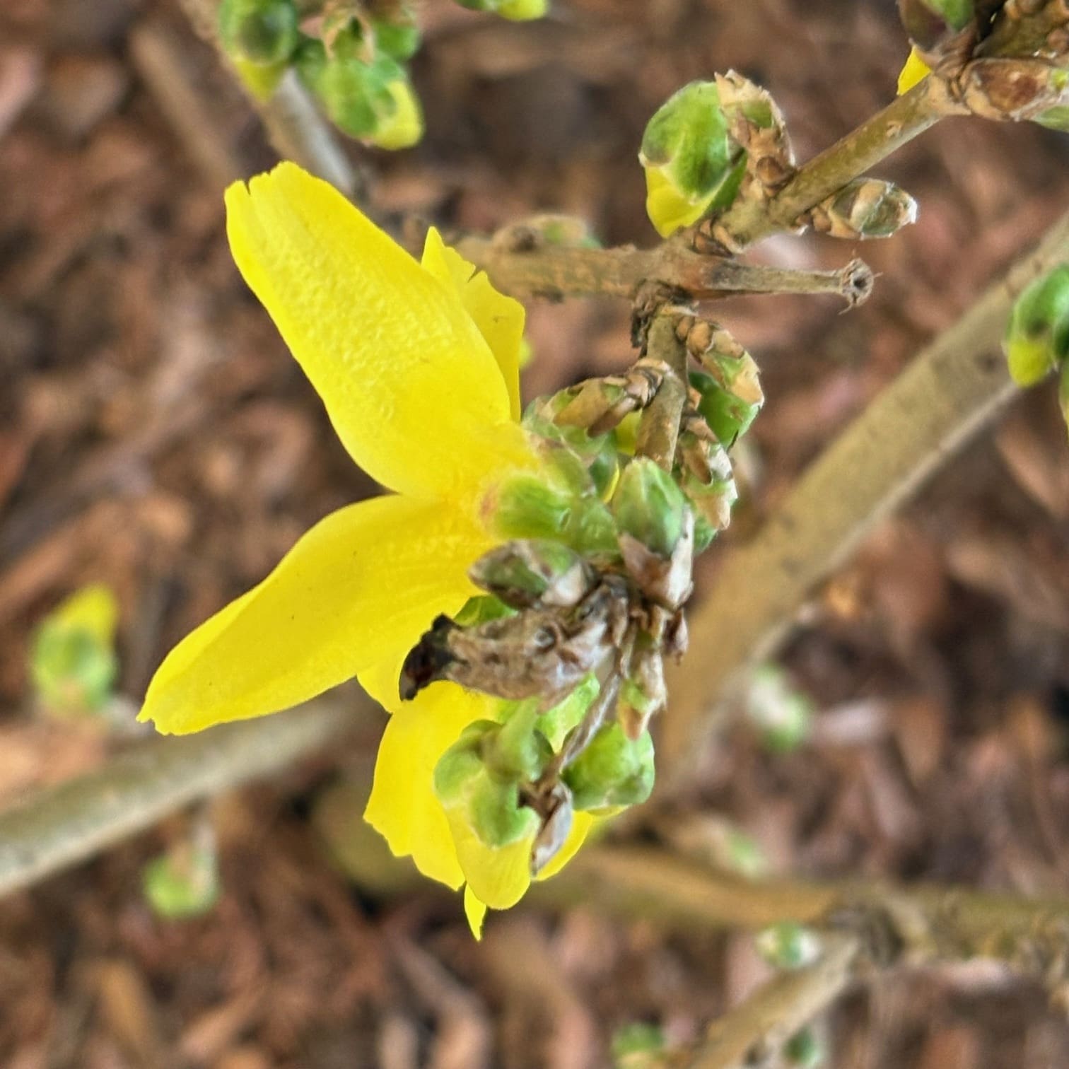 Goldrausch