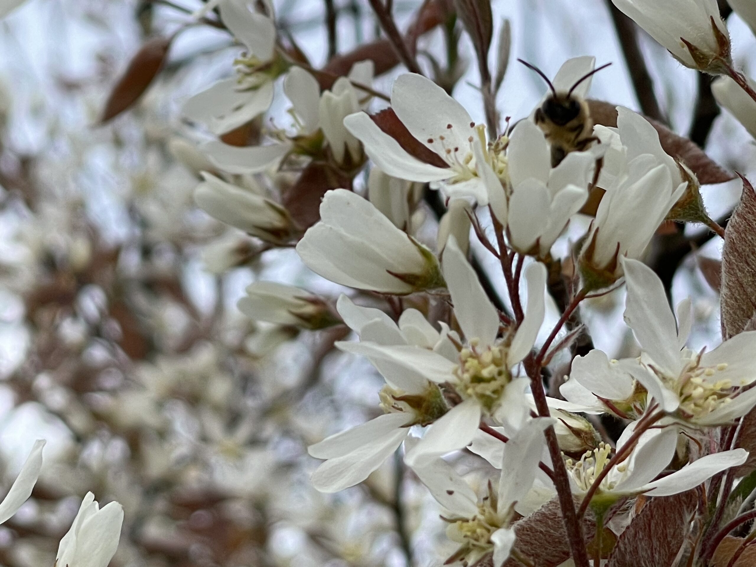 Amelanchier kopen