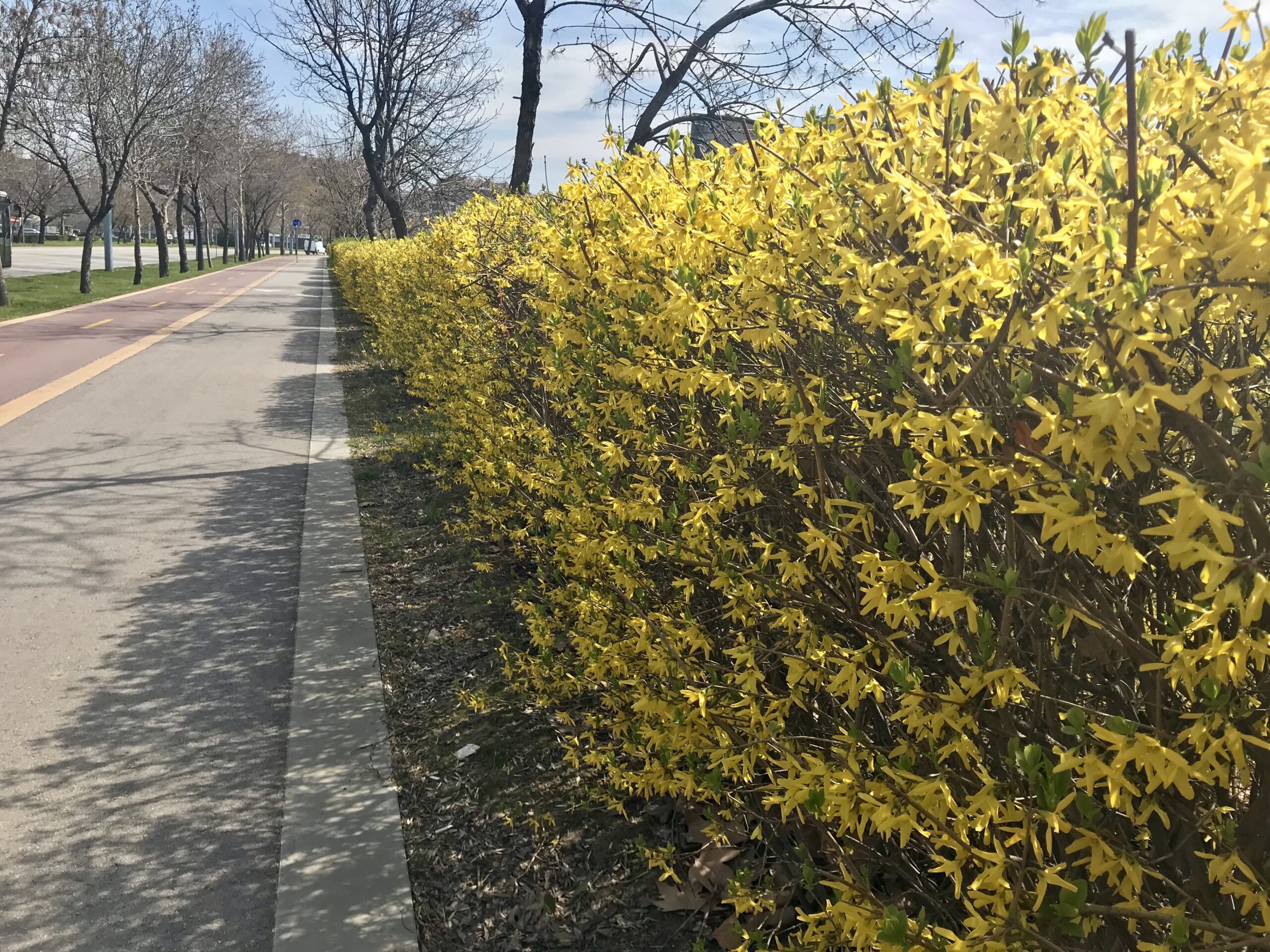 Forsythia kopen