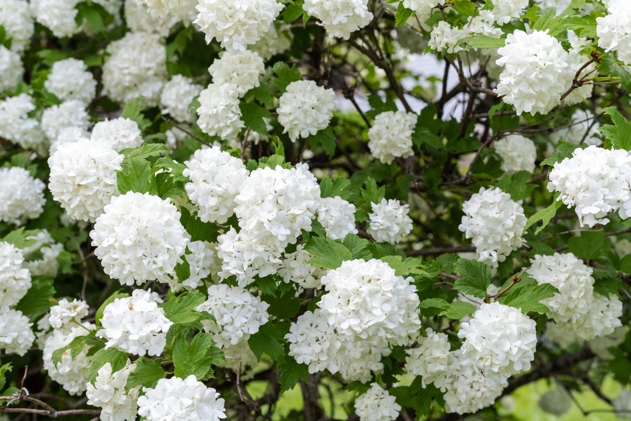 Viburnum kopen